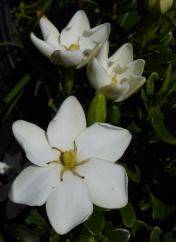 Kleim's Hardy Gardenia, Gardenia jasminoides 'Kleim's Hardy'